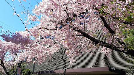 小田原の桜