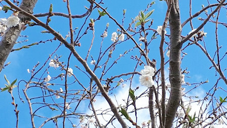 横浜の桜壱