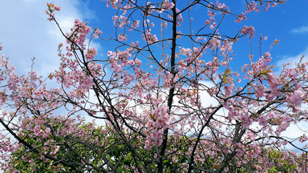 横浜の桜弐