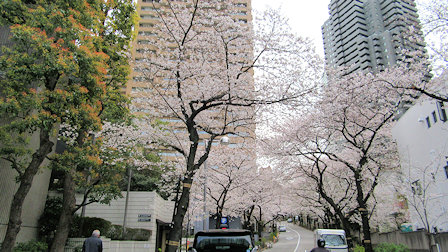 サントリーホール周辺の桜壱