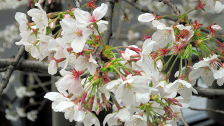 サントリーホール周辺の桜弐