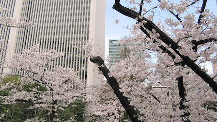 サントリーホール周辺の桜参