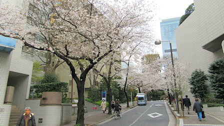 サントリーホール周辺の桜四