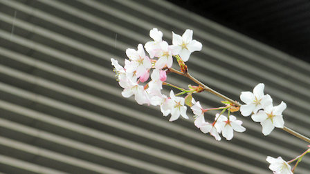 国立劇場の桜壱