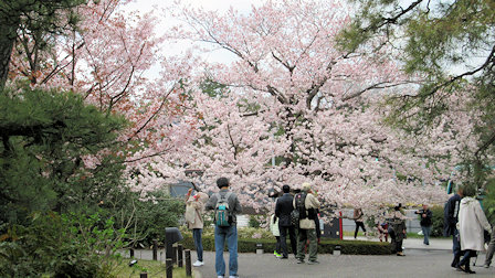 国立劇場の桜弐