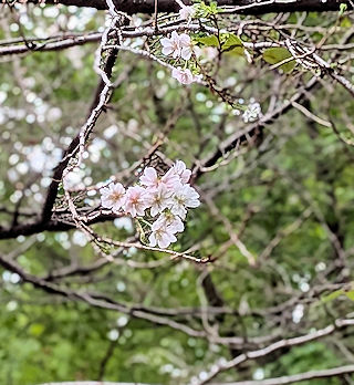 十月桜