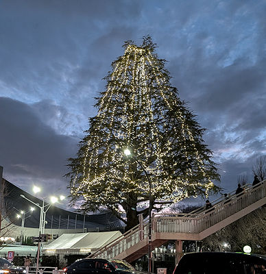代々木第一体育館のツリー