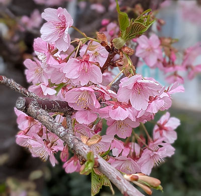 渋谷川のカワヅザクラ