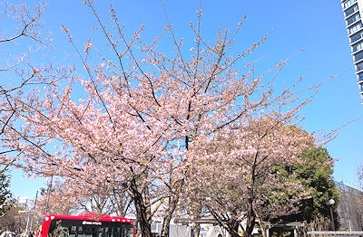 渋谷区役所前交差点付近の桜