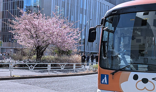 渋谷区役所前交差点付近の桜とハチ公バス