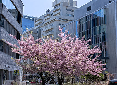 渋谷区役所前交差点付近の桜