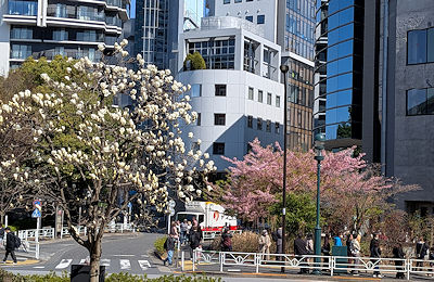 渋谷区役所前交差点付近の桜を渋谷公会堂側から
