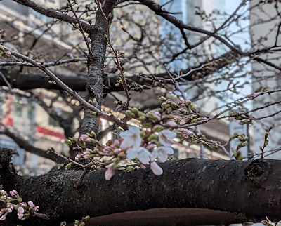 目黒川の桜