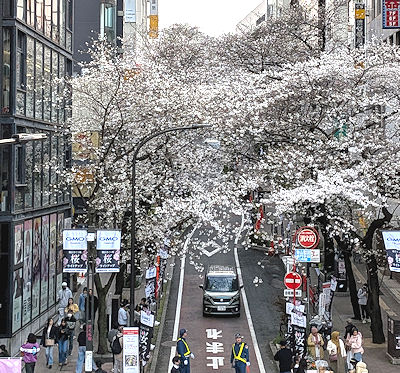 渋谷の桜坂の昼