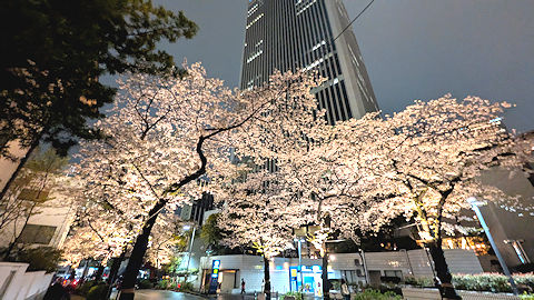 スペイン坂の夜桜