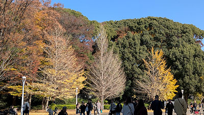 2025年11月30日(日)横から