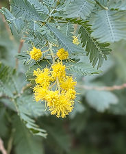 2026年2月16日(月)ミモザ