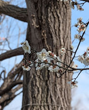 2026年2月16日(月)白梅