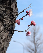 2026年2月16日(月)紅梅