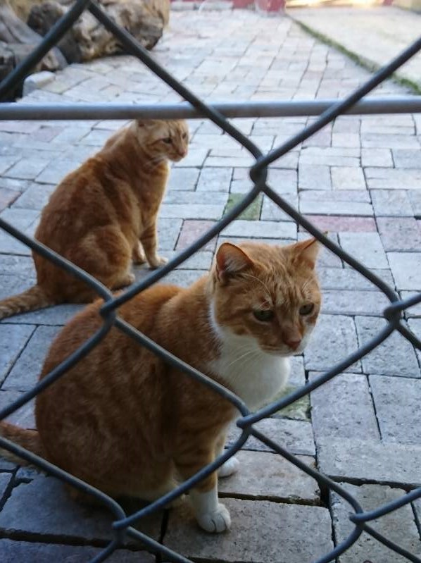 猫の孤児院の猫たち