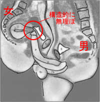 子宮口sex